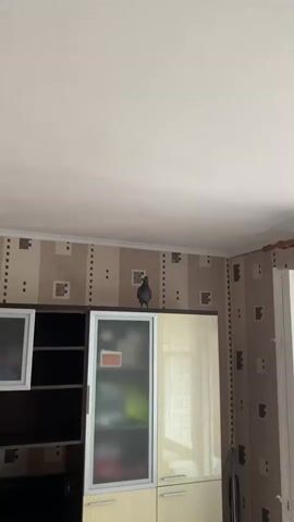 A pigeon is perched on top of a wardrobe. The pigeon is dark gray and facing to the left. The wardrobe has two doors, one with a frosted glass panel and the other with a cream-colored panel. Behind the wardrobe, there is wallpaper with a pattern of vertical stripes and squares. The ceiling is white and appears to be textured. The lighting is bright and seems to be coming from a window to the right of the wardrobe, which is not fully visible. The overall environment appears to be indoors, possibly a bedroom or living room.
