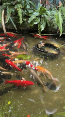 Lush garden property in Baan Lamai with koi, birds, and Thai food