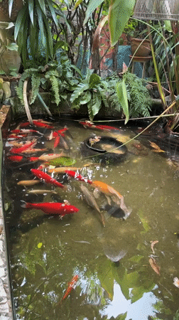Lush garden property in Baan Lamai with koi, birds, and Thai food