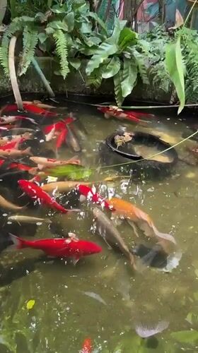 Lush garden property in Baan Lamai with koi, birds, and Thai food