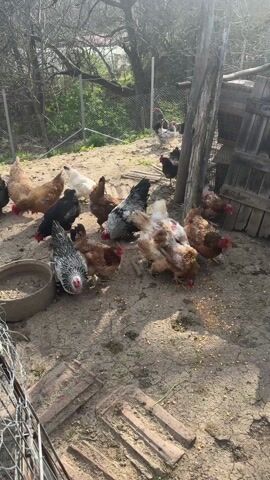 A group of chickens are eating scattered corn and grains on the ground in a chicken coop. The chickens are of various colors including brown, white, black, and speckled. A metal fence and some trees are visible in the background. The ground is mostly dirt with some scattered brick fragments and a gray metal ring. The sun is shining and casting shadows on the scene.