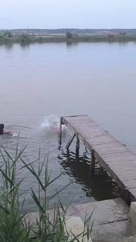 In this short video clip, a person is seen jumping into a body of water from a wooden pier. The scene appears to be set outdoors on a cloudy day, with calm water and distant trees lining the horizon. The pier is made of weathered wood and shows signs of age. Tall green reeds grow along the edge of the water in the foreground, partially obscuring the view of the pier. The jump itself creates a large splash, indicating the person is entering the water with some force. The overall mood seems to be one of leisure and outdoor activity, possibly during the summer months. There is no visible text within the frame.