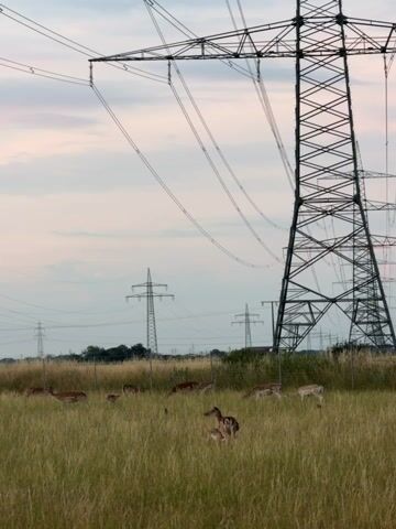 A herd of deer grazes peacefully in a grassy field, with several tall electricity pylons dominating the background. The sky is overcast with soft, diffused light, suggesting either early morning or late evening. The deer, a mix of adults and younger ones, appear calm and undisturbed by their industrial surroundings. The long grass is a lush green, with some dried stalks interspersed. In the distance, a line of more pylons stretches across the horizon, creating a stark contrast between nature and human infrastructure. The scene evokes a sense of tranquility, with the wild animals coexisting with the man-made structures. There is no visible text in the media file.