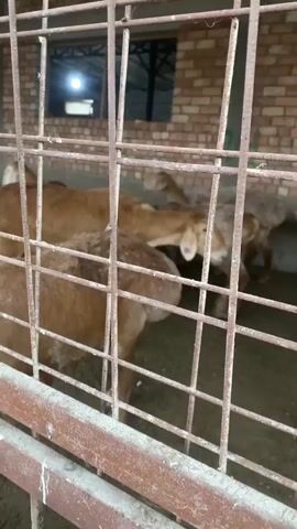 A video taken from outside a pen shows several young goats inside. The pen has metal bars and a concrete trough along the bottom. The goats are brown and appear to be in good health. The pen is inside a building with brick walls and a roof. The video is shaky and the lighting is dim.