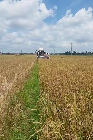 A combine harvester is being driven through a field of rice stalks. The vehicle is white and red, and the two occupants are wearing dark clothing. The rice crop on either side of the vehicle is nearly ready to harvest, with the grain a golden-brown color. A band of green grass separates the cut and uncut sections of the field. Overhead, clouds fill the sky. The camera is in a portrait position.