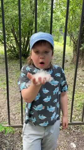 A young boy wearing a blue baseball cap, a dark t-shirt with an airplane pattern, and light gray shorts is standing outdoors. He is holding a handful of white fluff, possibly from a cottonwood tree, in his open palm. The boy is blowing on the fluff, causing it to disperse in the air. He is standing in front of a black metal fence, with green trees and foliage visible in the background. The ground is covered with dirt and some green plants.