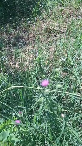 A close-up video shows a pink thistle flower in the center, with other green buds and leaves surrounding it. The background is blurred, suggesting a natural environment with grass and possibly dirt. The lighting indicates it is daytime.
