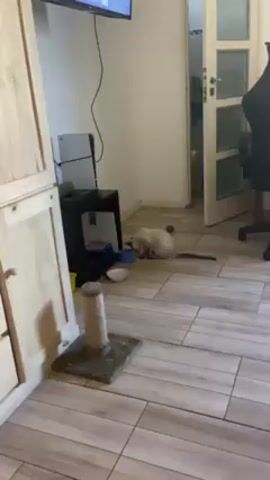The video shows a Siamese cat eating from a blue bowl on a tiled floor in a room. Near the bowl is a white bowl containing water. Behind the bowl is a black table with a white Playstation console on top. A scratching post is next to a wooden cabinet in the foreground of the shot. A partially open door leads to a room with a white toilet and a black desk chair. A television hangs on the wall.