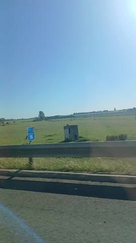 A short, static video was shot from a moving vehicle. The perspective is from the driver's side of the vehicle, showing a landscape featuring a large, open green field under a clear, bright blue sky. In the field, several cows are visible, some grazing. A few scattered trees are also present. A concrete structure stands in the field near the edge of the frame. A guardrail runs along the roadside in the foreground, partially obscuring the view of the field. The road surface is visible in the bottom of the frame.