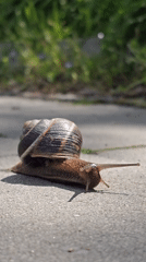 Garden snail observed crawling across concrete surface during sunny day