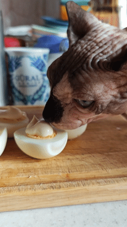 Sphynx cat enjoys deviled eggs breakfast in Pyatigorsk kitchen