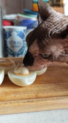 Sphynx cat enjoys deviled eggs breakfast in Pyatigorsk kitchen