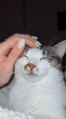 Cat enjoys peaceful head pets from ring-wearing owner