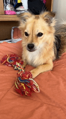 Dog plays tug-of-war with rope toy on orange blanket