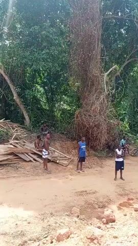 The video captures a group of approximately 15-20 men gathered on a wide, reddish-brown dirt road in a densely forested or jungle environment. The time of day is bright, indicating daylight hours, with a visible cloudy or hazy sky.

In the initial frames (0:00-0:02), several men are standing near a large tree with abundant dry vines on its trunk, located on the left side of the road. Some men are shirtless, while others wear t-shirts and shorts. One man wears a blue jersey with the number "32" visible on it. Multiple motorcycles are parked in the background, scattered along the road and near the trees. The ground is uneven, characterized by mounds of loose earth, rocks, and ruts, suggesting an unpaved and rugged terrain, possibly indicative of recent road work or a well-used track.

As the camera pans to the right (0:02-0:05), more men and motorcycles appear further down the dirt path. Two men walk towards the camera in the foreground; one wears a black hoodie and a cap, and the other is in a lighter-colored shirt and trousers. A tall palm tree is visible on the right side of the road. The men appear to be gathered or waiting, with no specific organized activity immediately discernible beyond casual interaction and standing. The overall setting suggests a remote, rural, or undeveloped area. No additional visible text is clearly legible apart from the number "32".