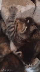Pile of kittens napping together in Sukaslamet, Indonesia