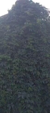 The video shows a close-up, moving shot of a building covered in dense green ivy. The camera pans upwards, revealing the extent of the ivy growth and a portion of the building's roofline and structure. The sky is visible at the top of the frame, with clouds suggesting daylight. The lighting is somewhat dim, possibly indicating an overcast day or dusk. No people or other objects are clearly discernible within the ivy. The overall impression is of a structure heavily overgrown by vegetation.
