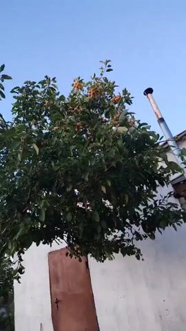 A video shows an apple tree with many fruits hanging from its branches. The tree is in front of a white wall with a wooden door and a chimney. The sky is blue. The person filming the video speaks in Russian.