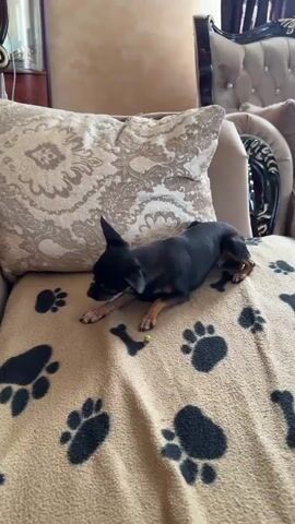 A small black dog with tan markings lies on a brown blanket with paw print patterns. The dog is positioned on a couch with a large decorative pillow behind it. The dog's head is lowered, and it appears to be interacting with a small green object on the blanket. The dog's body is slightly blurred, suggesting movement. The background shows parts of a living room, including furniture.