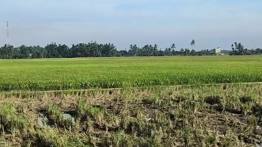 The camera is moving to the right while filming a wide expanse of bright green rice paddies in a rural landscape. A dirt bank covered in dried grass is visible in the foreground. In the distance, buildings and trees are scattered across the horizon under a light blue sky. The video appears to have been taken from a moving vehicle, possibly a train or car. The movement causes a slight blur in the images.