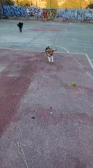Dogs playing fetch on an outdoor basketball court