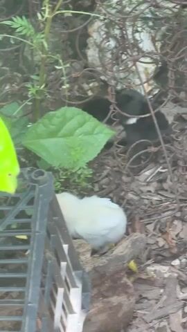 The camera focuses on a chicken, then pans up and out, revealing that the chicken is near a black plastic crate. The chicken is light colored, with some dark coloring on its head. The crate is partly covered with green leaves, some of which have holes. The crate sits on the ground, which is covered in leaves. In the background, there is a rusty metal object.