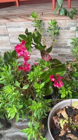 The video shows a close-up of several potted plants with green leaves and pink flowers. The plants appear to be wet, possibly from rain. In the background, there is a tiled wall and a portion of a wooden structure. The camera pans slightly, providing different views of the plants and their surroundings.