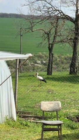 The video shows a white stork walking on grass in front of a chain link fence. The stork is primarily white with black wing tips, a long red beak, and long pink legs. It appears to be holding something in its beak. Behind the fence, there's a green field, some trees, and what appears to be a row of flowering bushes. To the left of the stork, there's a partially visible white structure, possibly a greenhouse frame, and an old chair with a patterned cushion. The scene is well-lit, suggesting it's a sunny day.