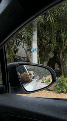 Two dogs spotted looking out car window in Montenegro
