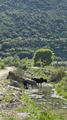 Water buffalo graze peacefully by Montenegro stream