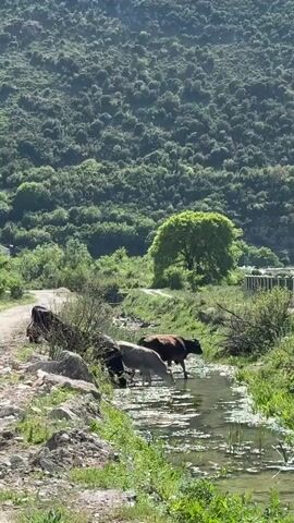 This video captures a tranquil natural scene in Sutorina, Montenegro, featuring three water buffalo (or similar large bovines) by a shallow stream. Two of the buffalo, one dark brown and one light gray, stand in the water with their heads lowered, drinking from the stream. A third, darker buffalo is partially visible behind rocks and vegetation on the left bank, also facing the water.

The stream, which appears to be quite shallow, runs from the left foreground to the right, with rocky and overgrown banks. Lush green grass and reeds grow along its edges and in the water. A dirt path or road is visible on the left bank, winding away into the background.

The background is dominated by steep, verdant hills and mountains, densely covered in various shades of green foliage, suggesting a rich, forested environment. A prominent, round-crowned tree with vibrant green leaves stands out in the mid-distance on the far bank of the stream. In the farther distance on the right, some fencing or light structures can be seen, indicating limited human development.

The scene is bathed in bright daylight under a clear sky, suggesting sunny weather. The light reflects off the water's surface, creating shimmering patterns. The overall impression is one of natural beauty and peaceful rural life. There is no visible text.