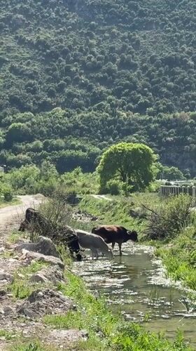 Water buffalo graze peacefully by Montenegro stream