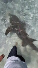 Tourist documents shark, stingray encounters in Maldives waters