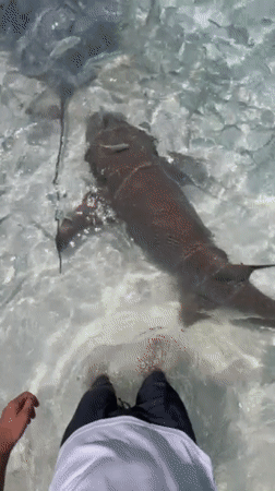 Tourist documents shark, stingray encounters in Maldives waters