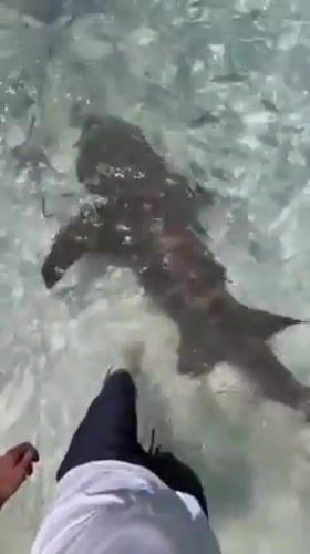 Tourist documents shark, stingray encounters in Maldives waters