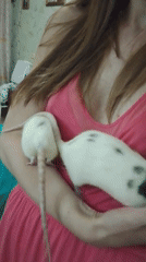 Pet rats eating, exploring, and being held at home in Penza