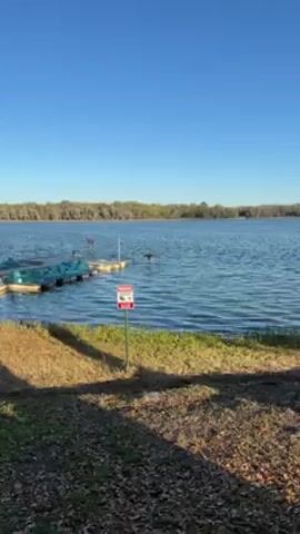 A short video shows a cormorant drying its wings on a metal handrail in a lake. The bird has dark feathers and a long neck. It stands on the handrail with its wings spread wide, as if to catch the sun. The lake water is choppy and a sign reads "WARNING Alligators and Snakes in area". A dock is visible in the background, along with trees and a clear blue sky.