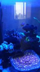 Home aquarium with colorful coral and fish documented