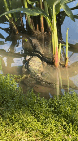 Bangkok park wildlife and running event documented by witness