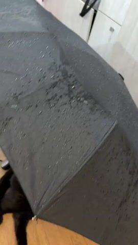 The video shows two cats on a wooden floor. One cat, which is black, is lying down. The other cat, which is grey, is sitting. An open umbrella is positioned above the black cat. The umbrella is dark gray and appears to be wet, with visible water droplets on its surface. The scene appears to be indoors.