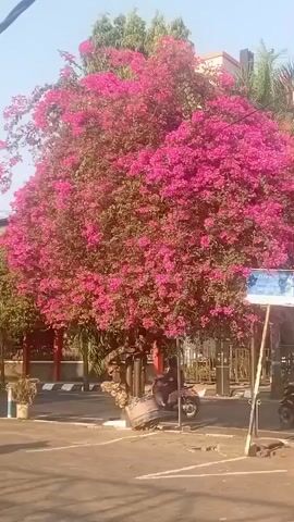 The video shows a tree covered in bright pink bougainvillea flowers. The tree is large and full, with its flowers dominating the frame. In the background, there are some buildings, other trees, and what appears to be a street or a parking lot. There are a few people visible, one riding a scooter, and a couple of parked motorcycles. The overall impression is a vibrant, sunny scene with a focus on the beautiful flowering tree.