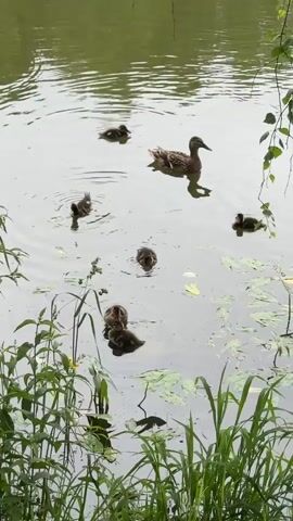 A mother duck and her ducklings swim in a pond. The mother duck is in the center of the frame, and the ducklings are scattered around her. The pond is surrounded by greenery, and lily pads float on the surface of the water. The video is shot from a slightly elevated angle, looking down on the ducks.