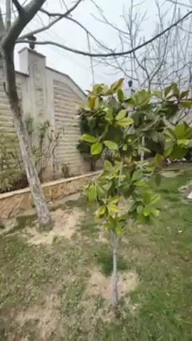 The video shows a yard or garden on a cloudy day. There are several trees and bushes, some with leaves and others with bare branches. A stone wall surrounds the property, and there is a metal gate visible. The ground is covered with grass, and there is a stone walkway.