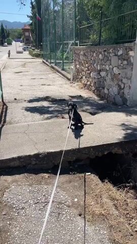 A small black dog with white markings on its chest sits on a concrete ledge, tethered to a white leash that extends out of frame. The dog is looking towards the camera with its tongue slightly out. The ledge appears to be part of a broken sidewalk or pathway. Behind the dog, a stone wall is visible, and further in the background, a green fence separates a paved area from a street. The environment appears to be outdoors on a sunny day.