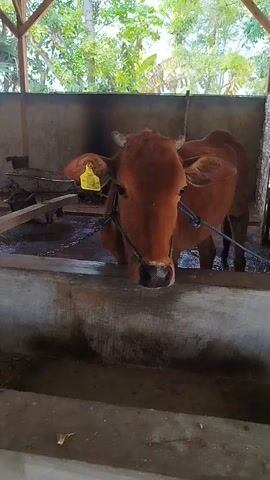 The video shows several brown cows inside a barn or enclosure. The enclosure has concrete walls and a wooden roof with a corrugated metal covering. The cows are standing in a trough-like area, some with their heads down as if eating or drinking. One cow in the foreground has a yellow tag in its ear. There is a wooden beam across the enclosure and a wheelbarrow is visible in the background. The environment appears to be outdoors with trees and foliage visible beyond the structure.