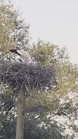 The video shows a close-up shot of a stork nest built on a wooden utility pole. Several young storks are visible in the nest, and an adult stork is tending to them, likely feeding them. The nest is made of twigs and branches. The background consists of green trees and a light-colored sky. The camera is positioned at a low angle, looking up at the nest. The video is short and appears to be a candid recording of the storks in their natural habitat.