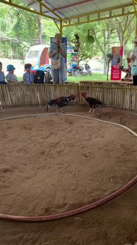 A person stands in the background holding a phone, filming two roosters fighting in a sandy arena surrounded by a bamboo fence. Spectators, including children, are seated behind the fence. The roosters are actively engaged in a fight, with one appearing to be on the defensive. The environment is outdoors, with trees and structures visible in the background. A vehicle and several motorcycles are also present.