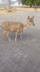 Deer, colonial statues, and morning exercise at a Magelang heritage site