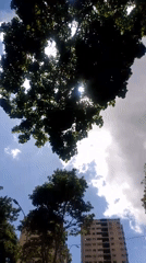Bright sun observed through trees and clouds in Caracas