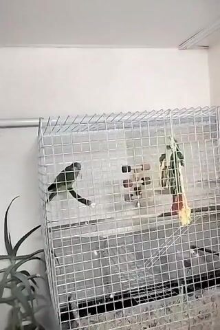 The video displays an indoor scene featuring a large, metallic-grid bird cage. Inside the cage, two parrots are present. A predominantly green parrot is perched on the lower left side, occasionally moving its head and emitting soft vocalizations. On the right side, a lighter-colored parrot, appearing yellowish-white with some green and red markings, is perched higher up near a colorful toy and remains mostly stationary. To the left of the cage, a dark green potted plant, resembling an aloe vera, sits on the floor. The background consists of a plain white wall, with a metal bar running horizontally above the cage. A human hand briefly enters the frame at the bottom left corner, near the plant. Bird chirping sounds are audible throughout the video.